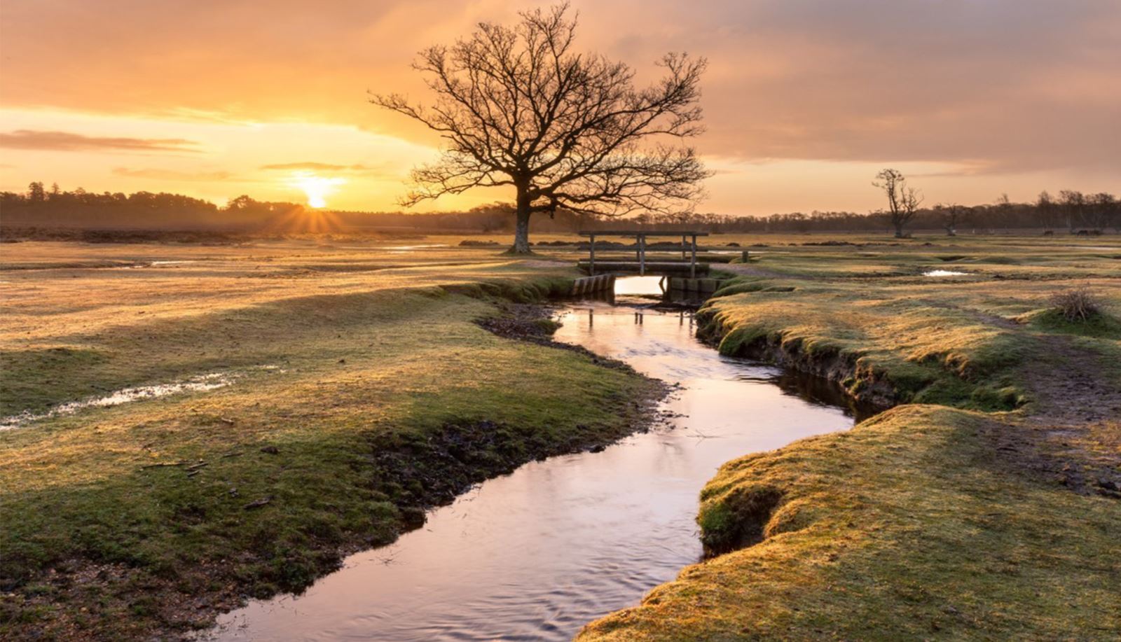 New Forest at Sunset